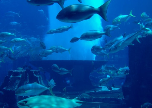 Underwater scene featuring a diverse collection of fish swimming among ruins. The environment is illuminated by a soft blue light, creating a serene and mysterious atmosphere.