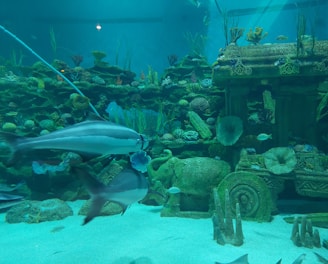 An underwater scene with various fish swimming in an aquarium environment. The setting includes detailed coral formations and underwater vegetation, along with the presence of large ornate statues resembling elephants and wheels, evoking an ancient, submerged architectural theme.