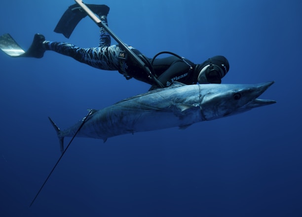 A diver in a wetsuit and fins is underwater, holding a large fish that appears to be a barracuda. The scene is set in deep blue ocean water, giving it a serene and adventurous atmosphere.